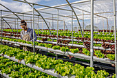 Male farmer checking leaves of lettuce salad cultivated in spacious hydroponic greenhouse in agricultural farm