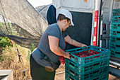 Seitenansicht einer Bäuerin, die bei der Arbeit in einem landwirtschaftlichen Betrieb Plastikkisten in den Kofferraum eines Lieferwagens lädt