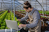 Male farmer examining rows of lettuce growing on hydroponic shelves and making statistic on netbook in spacious horticultural glasshouse