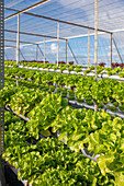 Lush fresh verdant of green and red lettuce growing in hydroponic greenhouse of agricultural complex