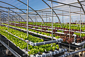 Üppiges frisches Grün von grünem und rotem Salat, der im Hydrokultur-Gewächshaus eines landwirtschaftlichen Komplexes wächst