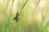 Weichzeichner eines wilden Grashüpfers mit Fühlern auf dem Kopf, der auf einer dünnen langen grünen Pflanze in der Natur an einem Sommertag sitzt