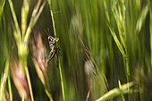 Soft focus of wild grasshopper with antennae on head sitting on thin long green plant in nature on summer day