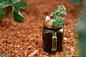 High angle of glass jar with small succulent on soil in garden bed