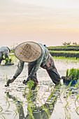 Zwei Arbeiter arbeiten in einem Reisfeld