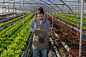 Male farmer examining rows of lettuce growing on hydroponic shelves and making statistic on netbook in spacious horticultural glasshouse