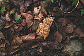 Edible Ramaria coral fungi mushroom growing on ground covered with fallen fry leaves in autumn forest