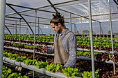 Male gardener in apron browsing on smartphone between rows of lettuce in hydroponic farm