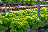 Blick von oben auf üppige, frische, grüne Salatblätter, die auf einem Hydrokultur-Tisch in einem landwirtschaftlichen Gewächshaus wachsen