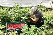 Female gardener checking berries while collecting ripe raspberries in plastic crates in hothouse during harvest season