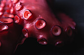 High angle closeup of fresh octopus tentacles with red suckers placed on dark table