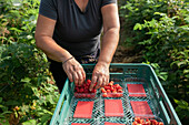 Gärtnerin prüft Beeren beim Einsammeln reifer Himbeeren in Plastikkisten im Gewächshaus während der Erntezeit