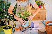 Young female florist in apron planting green plant into ceramic pot while working in professional floristry studio