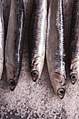Top view of small anchovies served in row on salt on black table