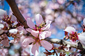 Fleißige Biene nippt an süßem Nektar auf einer zartrosa Blüte, die an einem blühenden Mandelbaum im Frühlingsgarten wächst, an einem sonnigen Tag