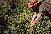 Side view of ethnic female farmer collecting ripe tomatoes in garden on sunny day in countryside