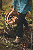High angle of crop unrecognizable female carrying wicker basket with edible mushrooms in woods