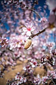 Closeup of almond nut on wooden twig with pink blooms flowers during springtime