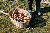 Cropped unrecognizable person staing near wicker basket with fresh mushroom on autumn day in forest