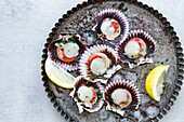 Frische, appetitliche Jakobsmuscheln in Muscheln, serviert auf Eis auf einem Teller mit Zitronenscheiben (Draufsicht)