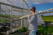 Back view of unrecognizable male farmer in checkered shirt and jeans carrying pipe for work in glasshouse with rows of lettuce growing on hydroponic tables