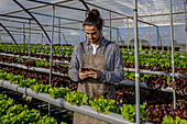 Male gardener in apron browsing on smartphone between rows of lettuce in hydroponic farm