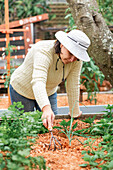 Female gardener with rake loosening soil in bed with salad greens in farm