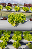 Top view of lush fresh verdant leaves of lettuce growing on hydroponic table in agricultural glasshouse