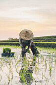 Ein Arbeiter arbeitet in einem Reisfeld