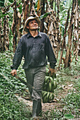 Hispanischer Mann mit Machete und einem Bündel grüner Bananen, der an einem Sommertag auf einer ökologischen Farm in Costa Rica in der Nähe von Bäumen spazieren geht und nach oben schaut