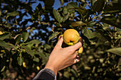 Crop faceless female farmer collecting fresh apple from tree in summer garden in countryside