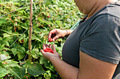 Crop adult female farmer standing in greenhouse and collecting ripe raspberries from bushes during harvesting process