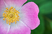 From above closeup of colorful Rosa canina flower with pink petals and stamens growing in garden on blurred background