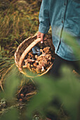 High angle of crop unrecognizable female carrying wicker basket with edible mushrooms in woods