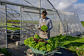Male worker in apron checking notes in notepad while harvesting ripe lettuce and collecting in wheelbarrow near agricultural greenhouse in countryside