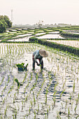 A worker working in a rice field