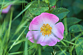 From above closeup of colorful Rosa canina flower with pink petals and stamens growing in garden on blurred background