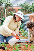 Beschäftigte Gärtnerin mit Hut und Flasche besprüht grüne Pflanzen im Gartenbeet eines Bauernhofs