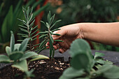 Anonymer Gärtner berührt eine grüne Pflanze in einem Topf mit Erde und blühender Vegetation bei der Gartenarbeit auf unscharfem Hintergrund