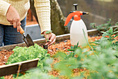 High angle of crop anonymous female gardener with shovel planting sprout in soil in garden bed in village