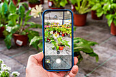 Unbekannte Person fotografiert eine getopfte Gerbera-Blume mit dem Smartphone in einem Gartencenter