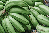Bündel grüner und gelber Bananen, die nach der Ernte auf einem ökologischen Bauernhof reifen