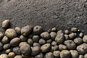 Top view close-up of a pile of potatoes on the ground