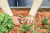 High angle of crop anonymous female gardener planting sprout in soil in garden bed in village
