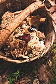 From above of wild mushrooms including Ramaria coral fungi in wicker basket in woods