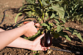 Side view of anonymous female farmer in straw hat collecting ripe eggplants in lush garden in countryside