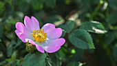 Von oben Nahaufnahme einer bunten Rosa canina Blume mit rosa Blütenblättern und Staubgefäßen, die im Garten auf unscharfem Hintergrund wächst