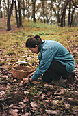 Female picking edible wild saffron milk cap mushroom from ground covered with fallen dry leaves and putting into wicker basket