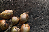 Top view close-up of a pile of onions on the ground