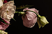 Frischer Blumenstrauß mit Rosen, weißen Lilien, Eustoma und Astern in einer Glasvase bei Sonnenschein